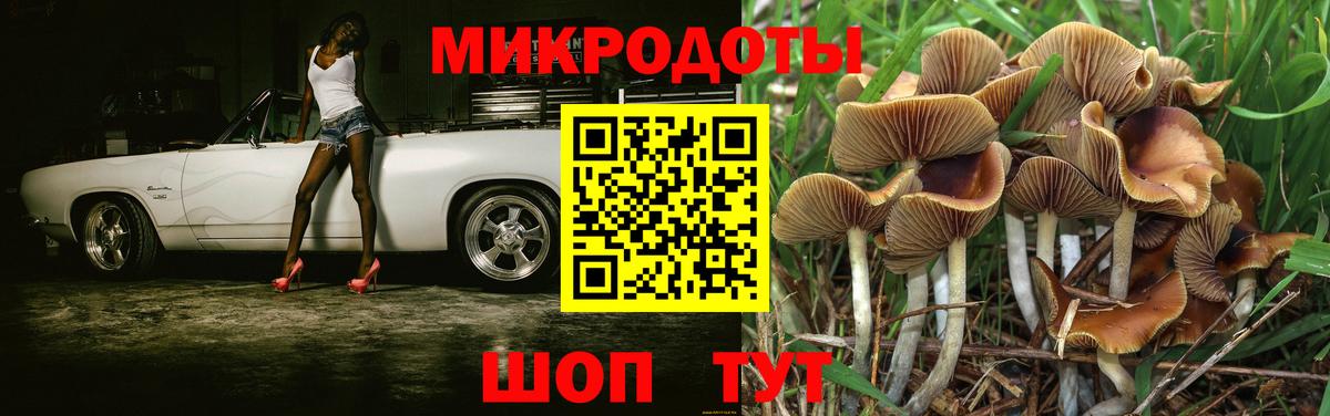 Псилоцибиновые грибы Psilocybine cubensis Киров